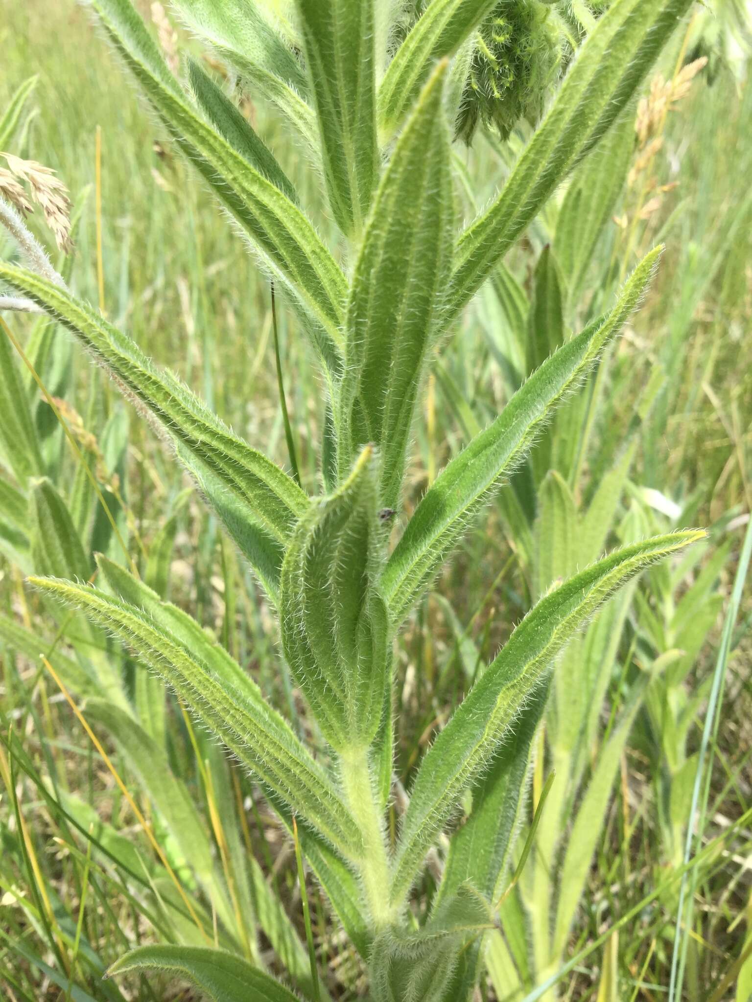 Image of western marbleseed