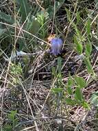 Image of Scott's clematis