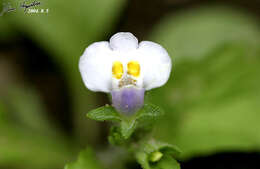 Image of Japanese mazus