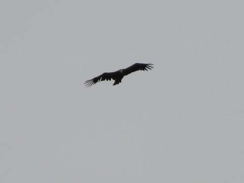 Image of Eurasian Griffon Vulture