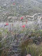 Image of Erica regia subsp. mariae (Guthrie & Bolus) E. G. H. Oliv. & I. M. Oliv.