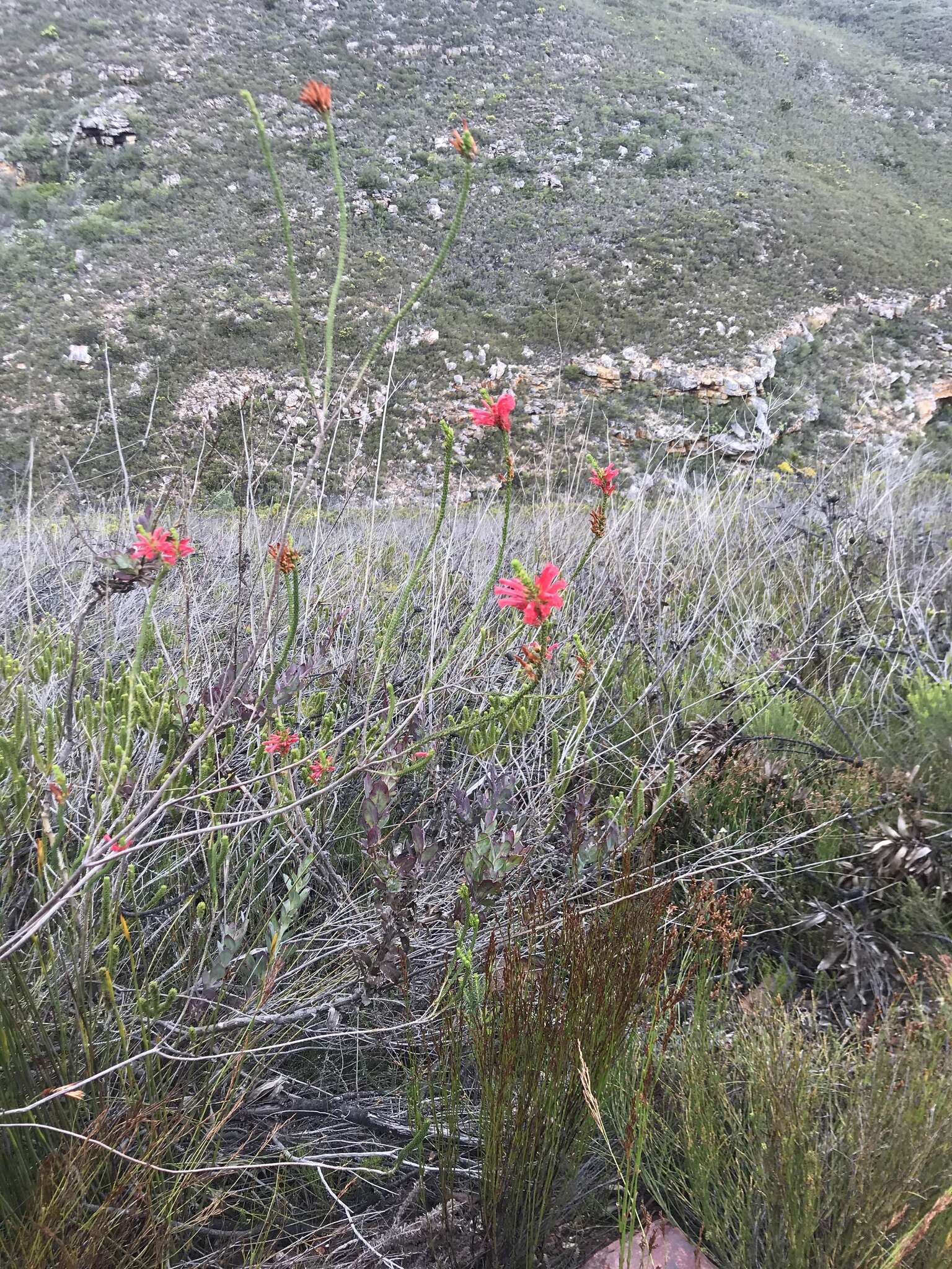 Image of Erica regia subsp. mariae (Guthrie & Bolus) E. G. H. Oliv. & I. M. Oliv.