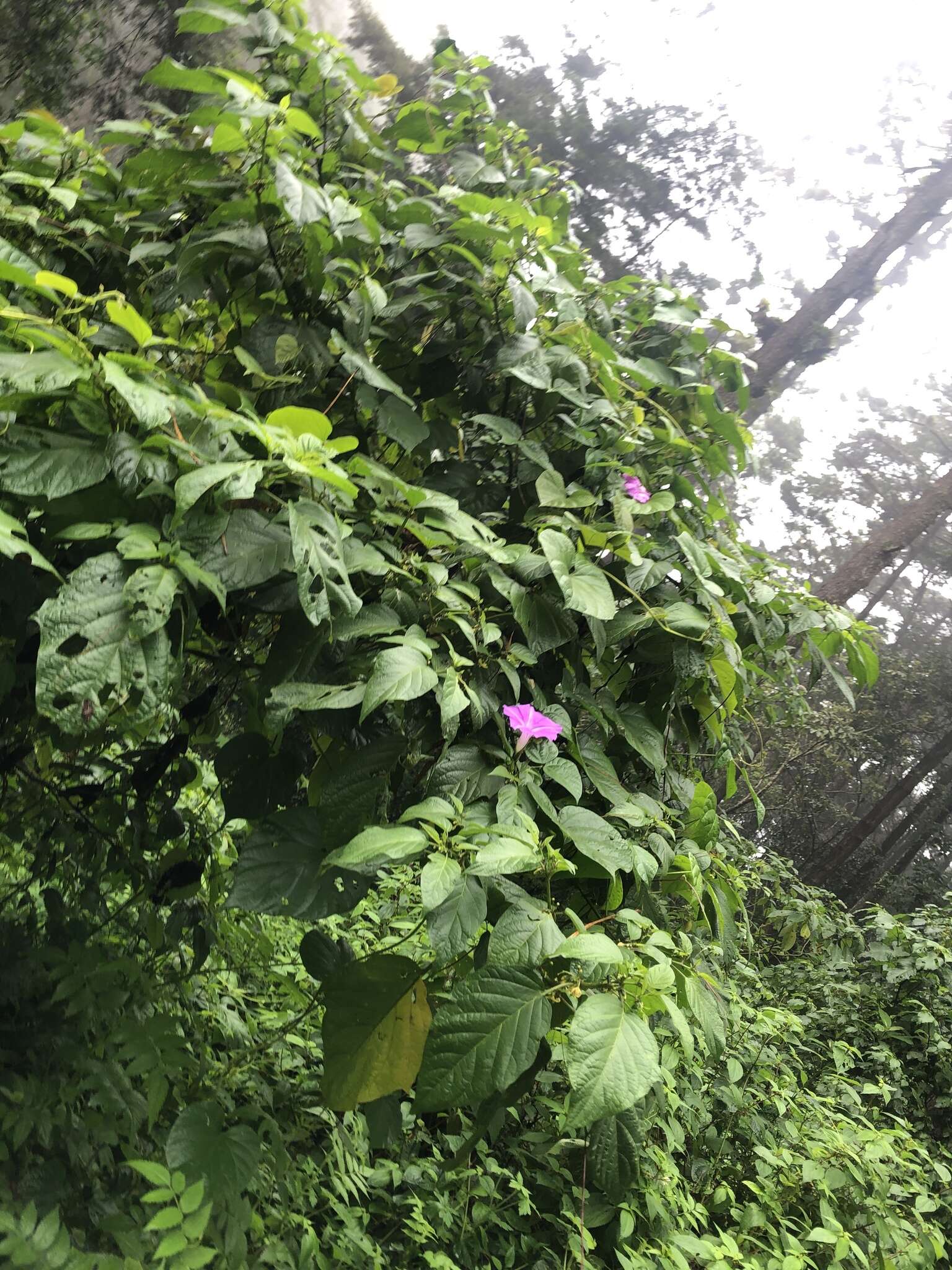 Plancia ëd Ipomoea silvicola House