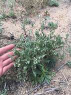 Image of sticky phacelia