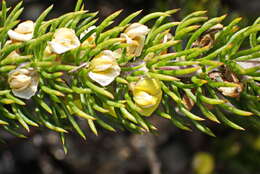 Imagem de Aspalathus incurvifolia Walp.