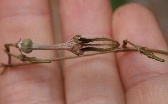 Image de Ceropegia africana R. Br.