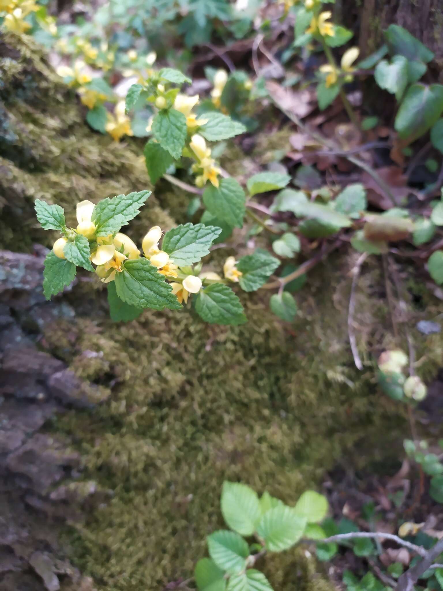 Image of Lamium galeobdolon subsp. galeobdolon