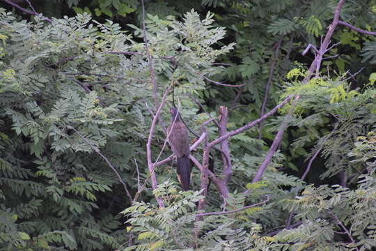 Image of West Mexican Chachalaca