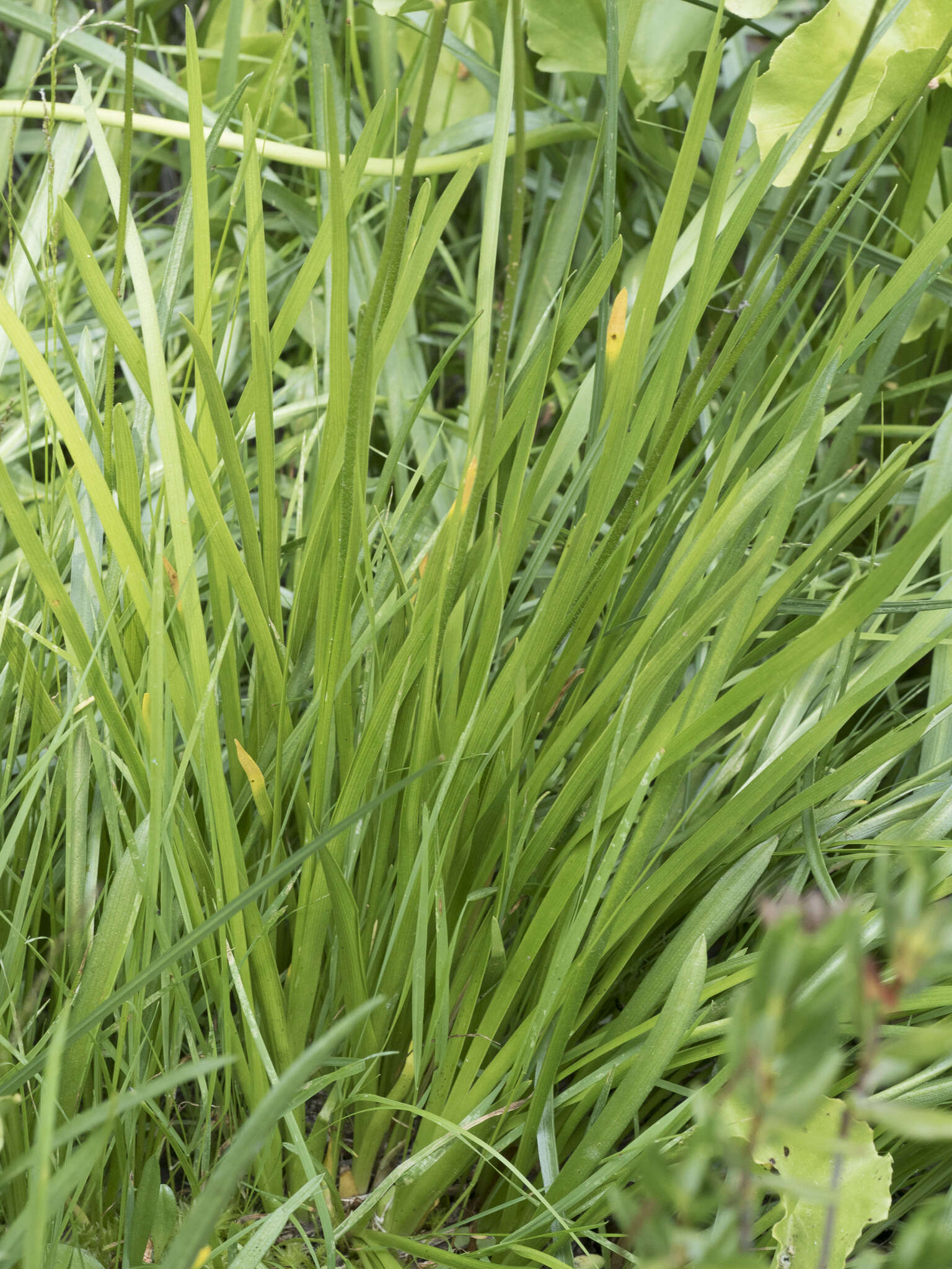 Image of western false asphodel