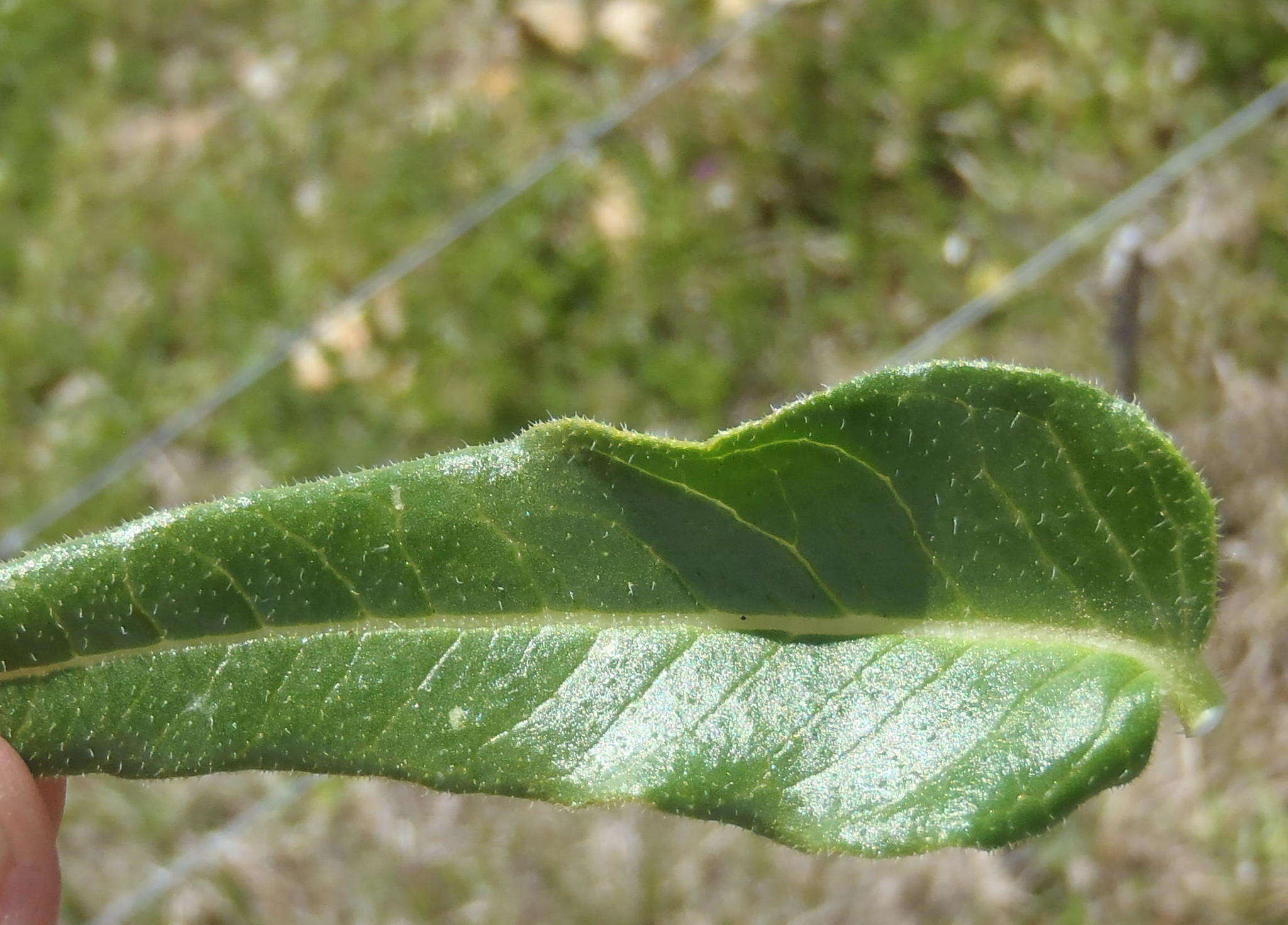 Asclepias crispa var. plana N. E. Br.的圖片