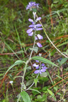 Image of Hebecarpa costaricensis (Chodat) J. R. Abbott & J. F. B. Pastore