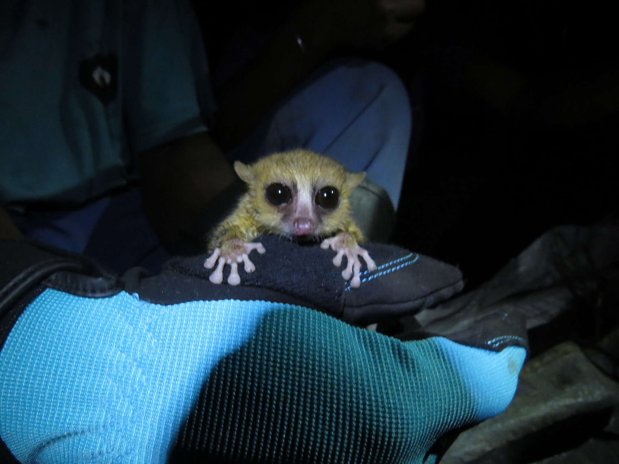 Image of Brown Mouse Lemur