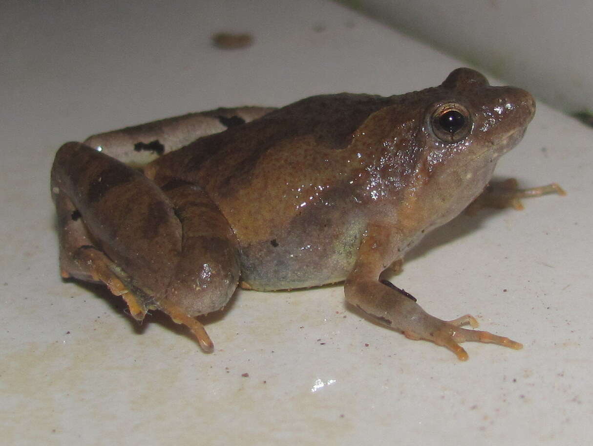 Image of Berdmore's Chorus Frog