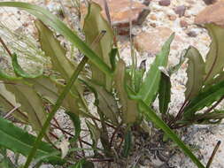 صورة Gerbera serrata (Thunb.) Druce