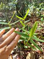 Image of bearded skeletongrass