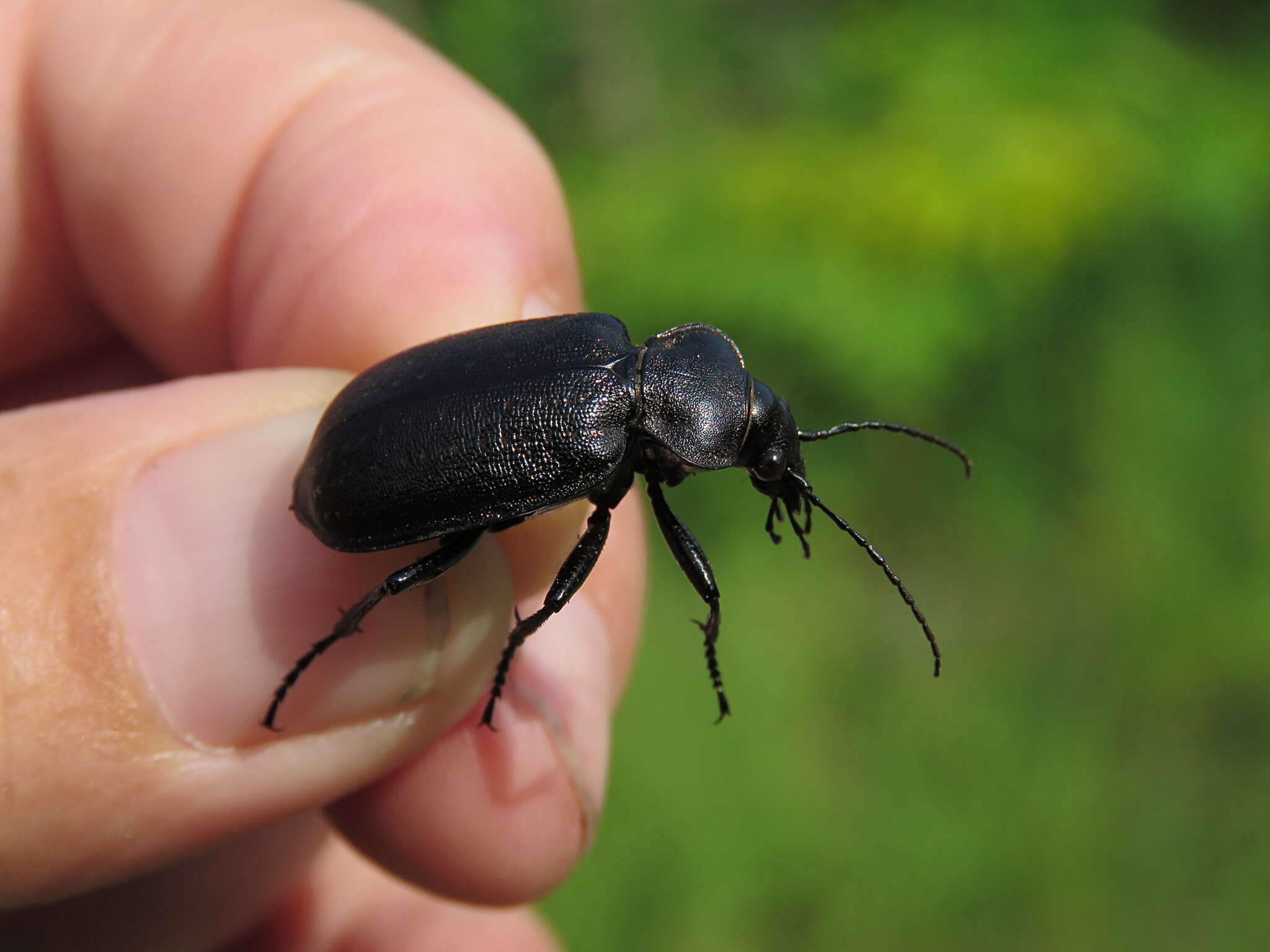 Слика од Calosoma (Caminara) denticolle Gebler 1833