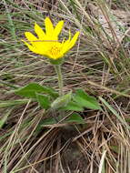 Image of Wedelia foliacea (Spreng.) B. L. Turner