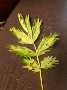 Image of Drummond's cinquefoil