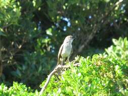 Image of Bahama Mockingbird