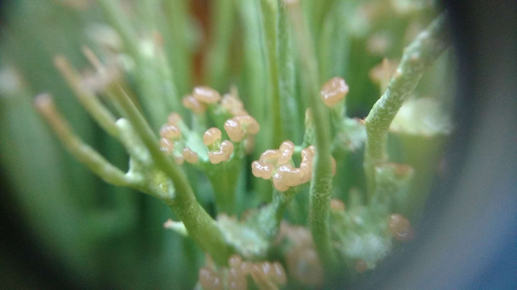 Слика од Cladonia maxima (Asahina) Ahti