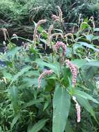 Image of Persicaria lapathifolia subsp. lapathifolia