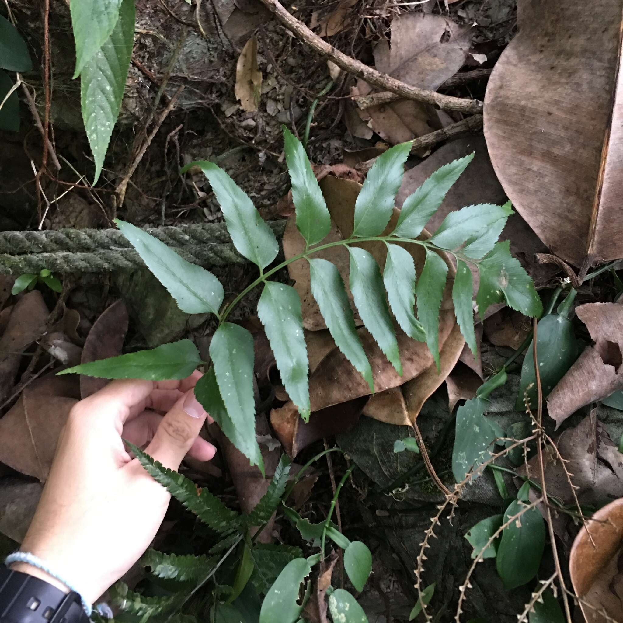 Image of Asplenium falcatum Lam.