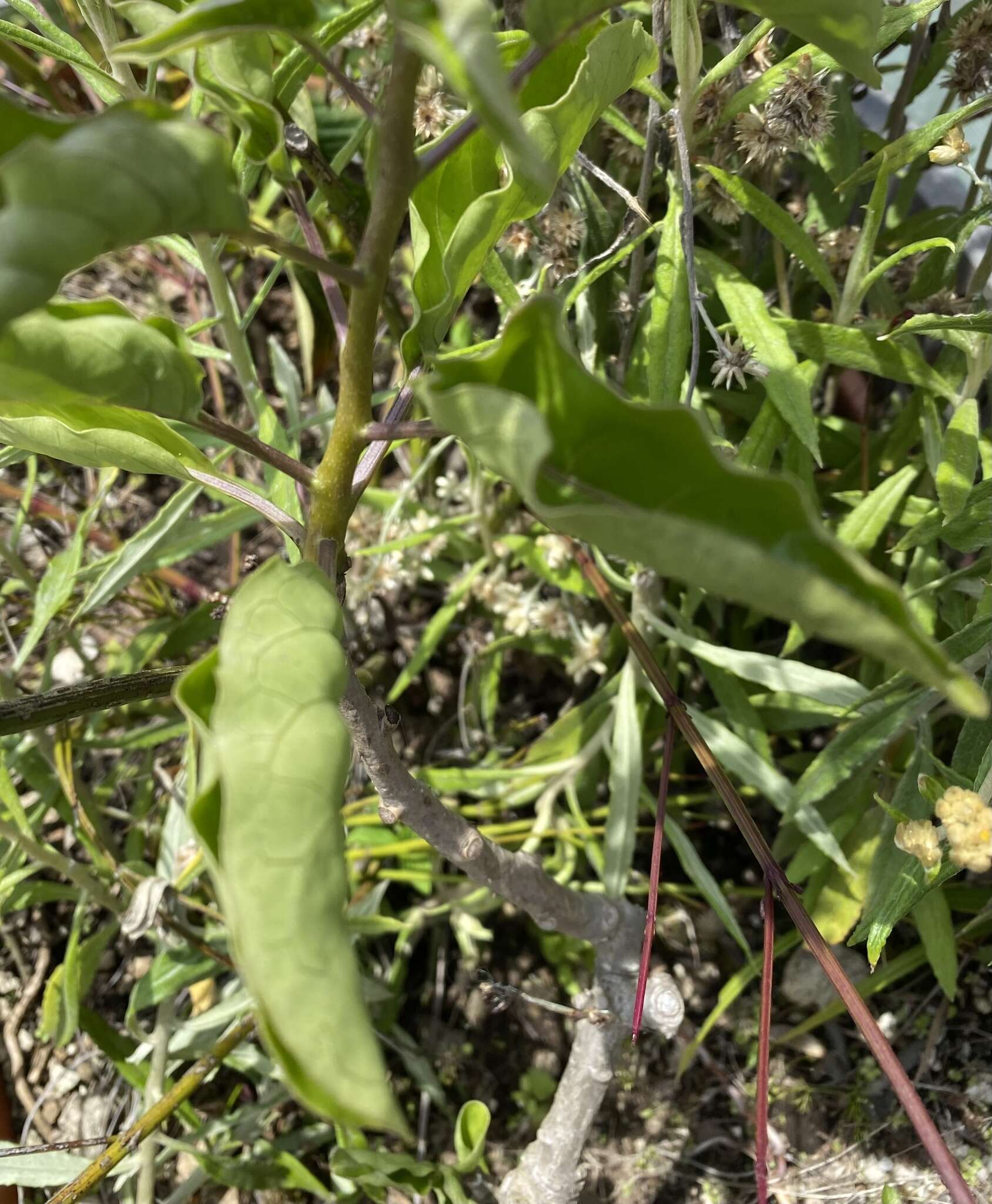 Image of giant potato creeper