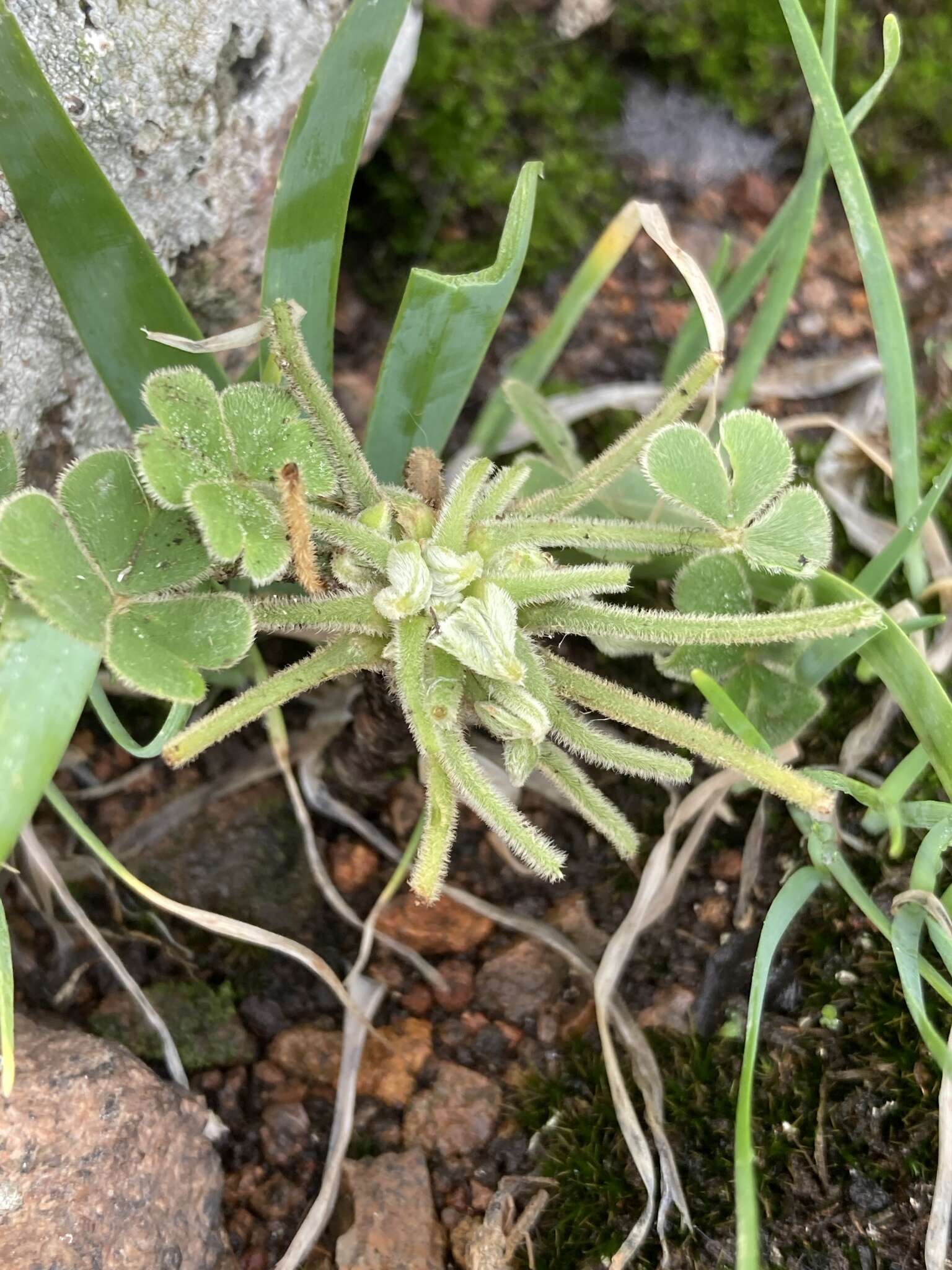 Sivun Oxalis monticola Arechav. kuva