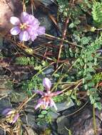 Image of Englemann's milkvetch