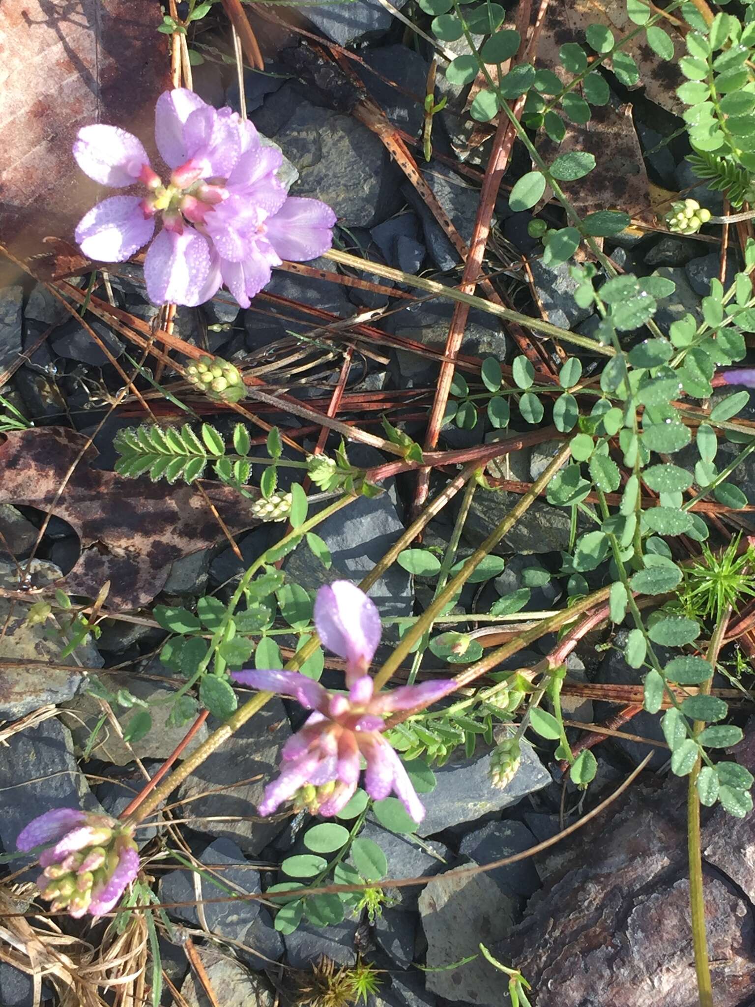 Image of Englemann's milkvetch