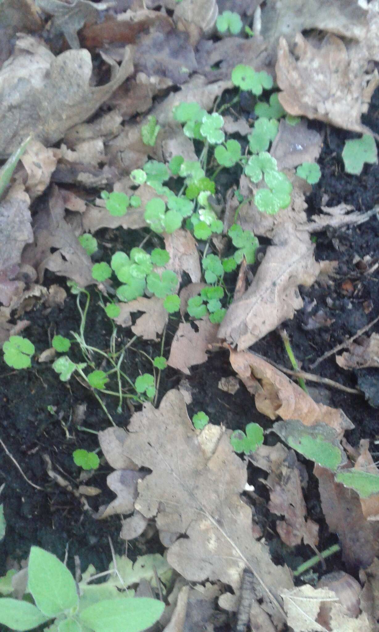 Hydrocotyle americana var. heteromeria (A. Rich.) Kirk resmi