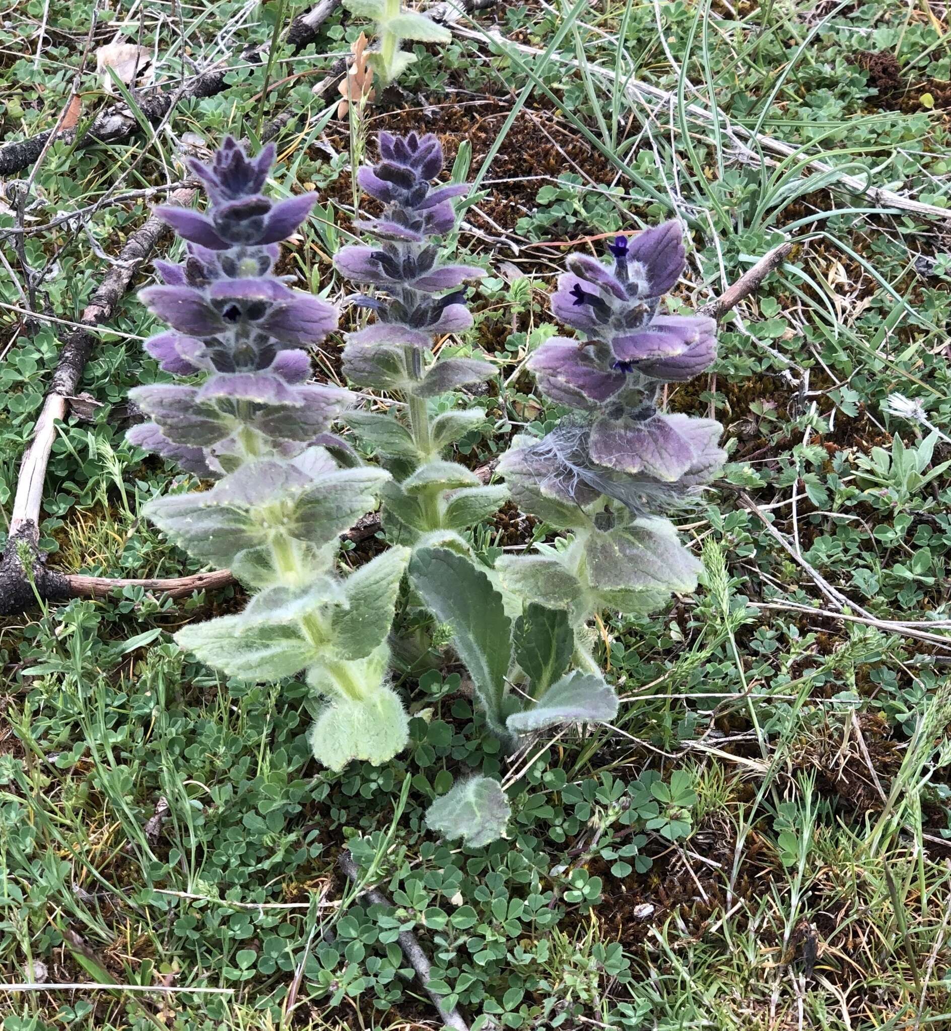 Image of Ajuga orientalis L.