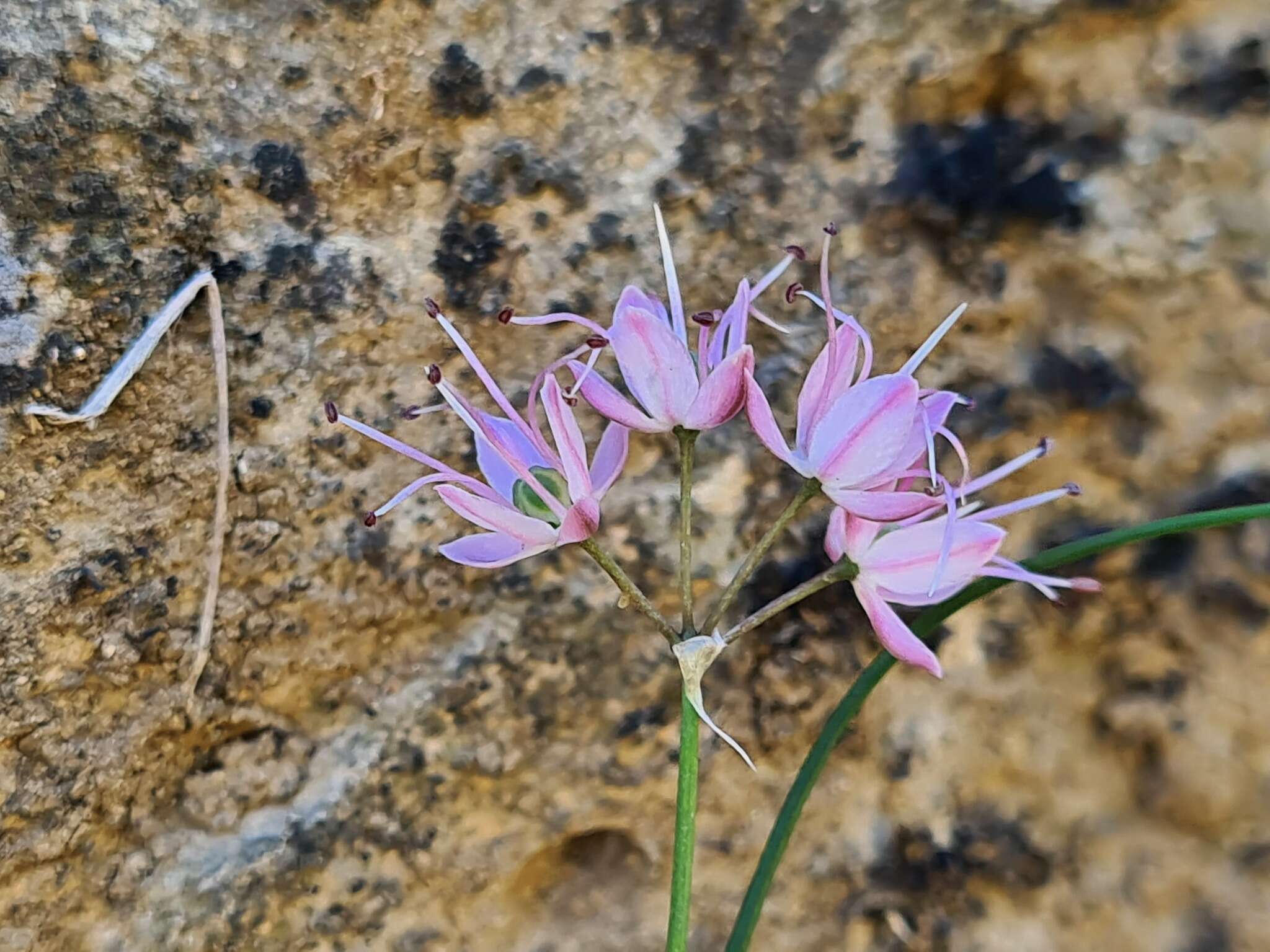 Image of Allium gunibicum Miscz. ex Grossh.