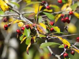 Image de Crataegus spathulata Michx.