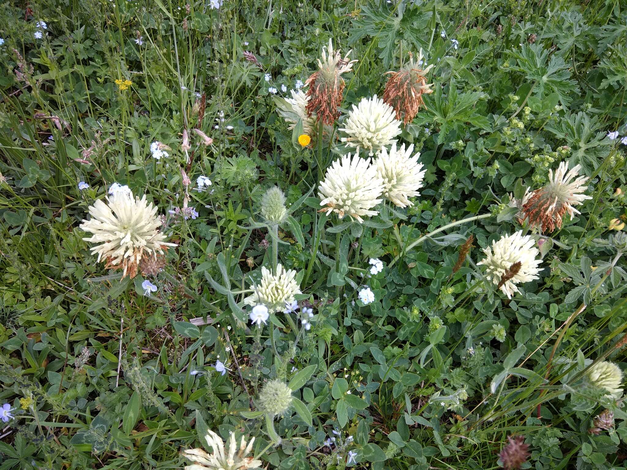 Image de Trifolium canescens Willd.