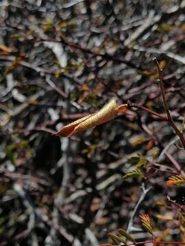 Image of <i>Erythrostemon placidus</i>