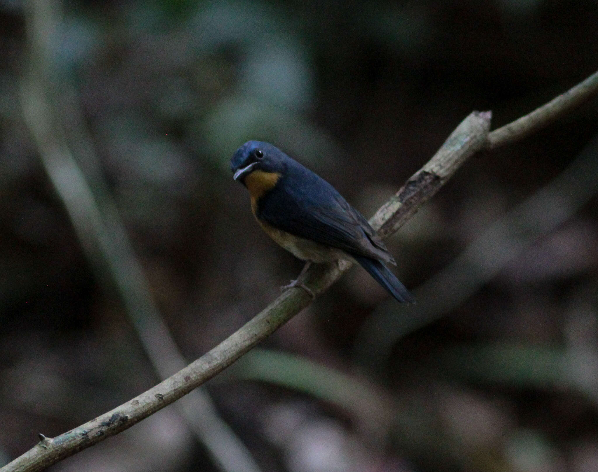 Image of Large Blue Flycatcher