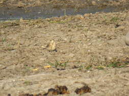 Image of Buffy Pipit