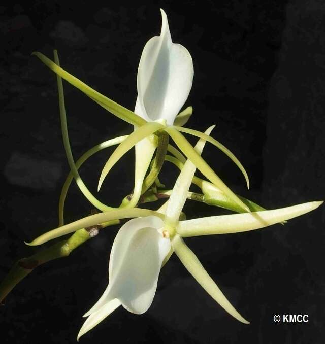 Image de Angraecum praestans Schltr.