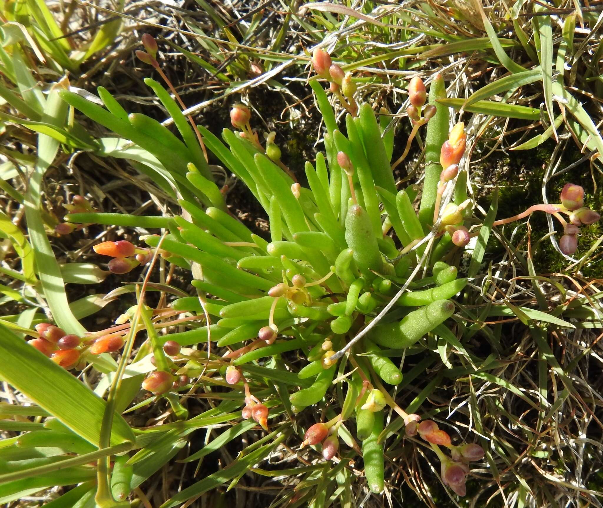 Image de Phemeranthus parvulus (Rose & Standl.) D. J. Ferguson & T. M. Price