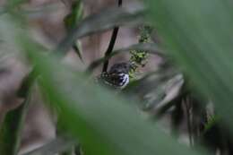 Image of Spot-backed Antbird