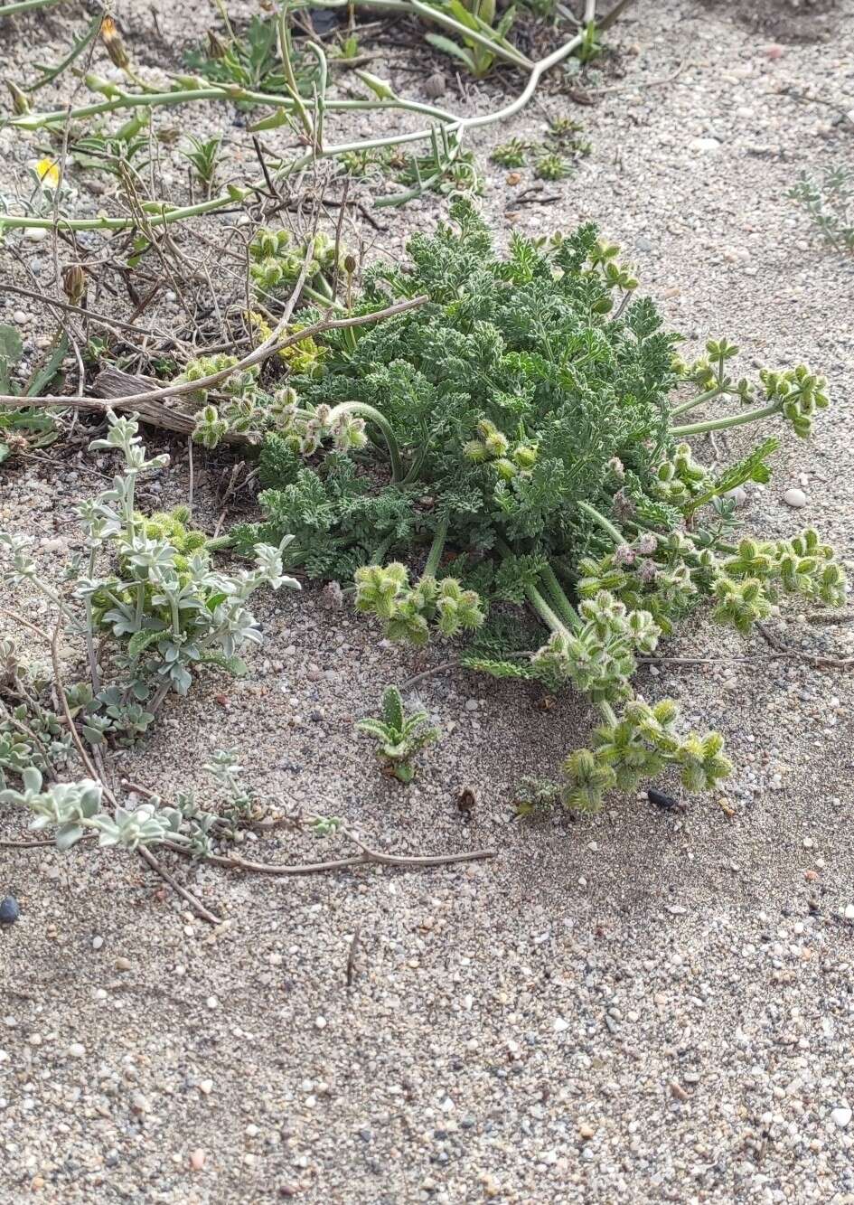 Daucus pumilus (L.) Hoffm. & Link resmi