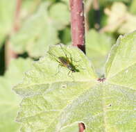 Micropeza corrigiolata (Linnaeus 1767) resmi