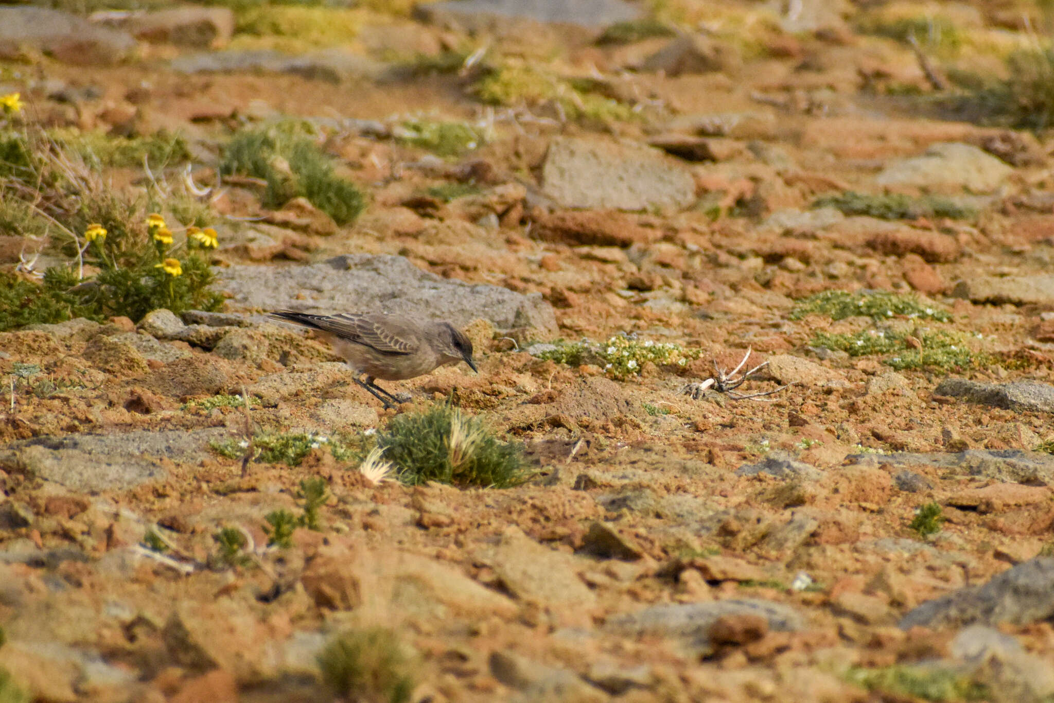 Image of Cinnamon-bellied Ground Tyrant