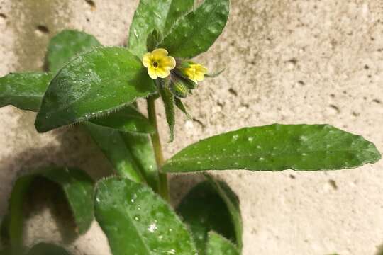 Image of yellow monkswort