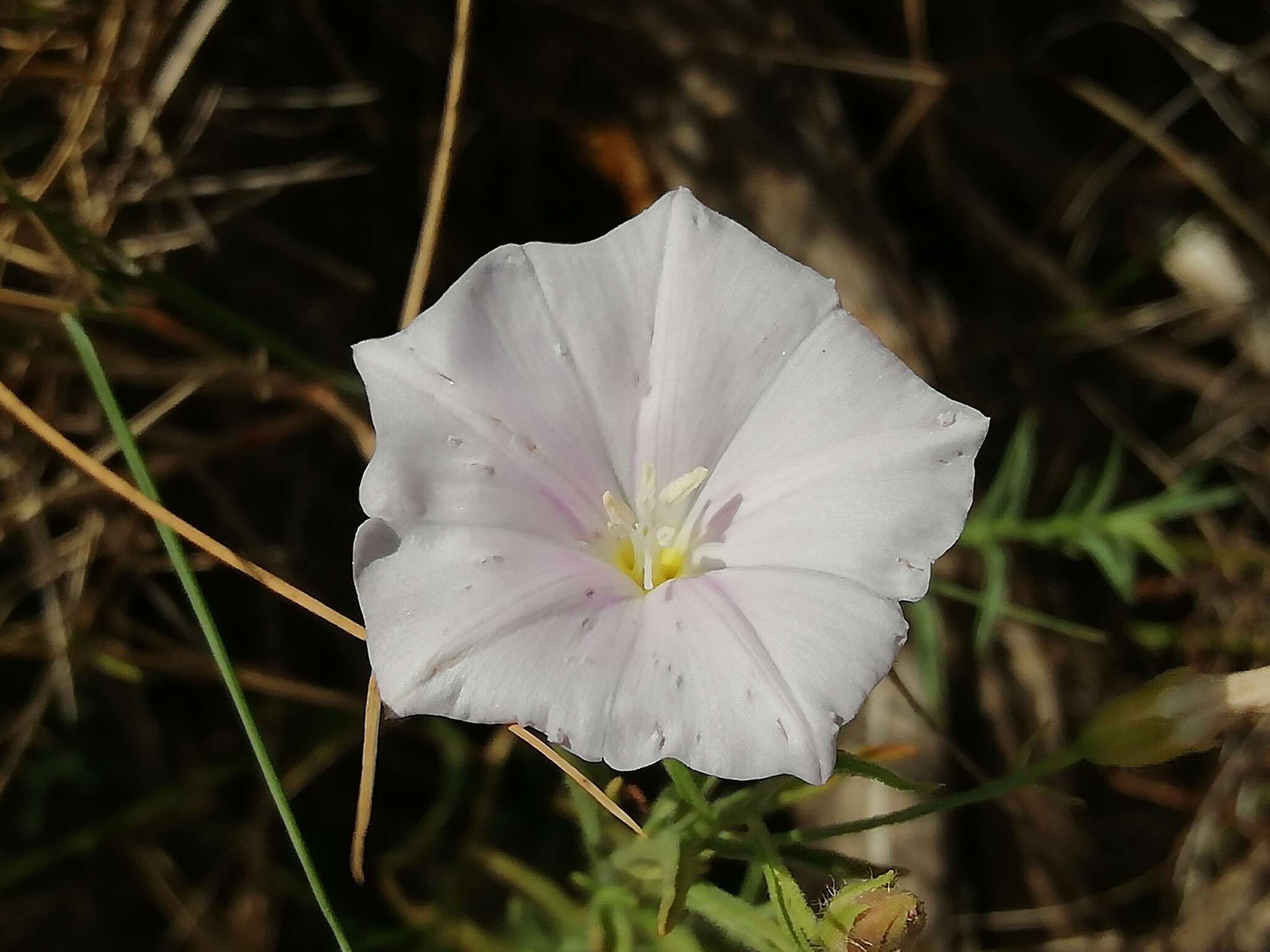 Image of Convolvulus valentinus Cav.