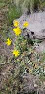 Image of Flagstaff ragwort