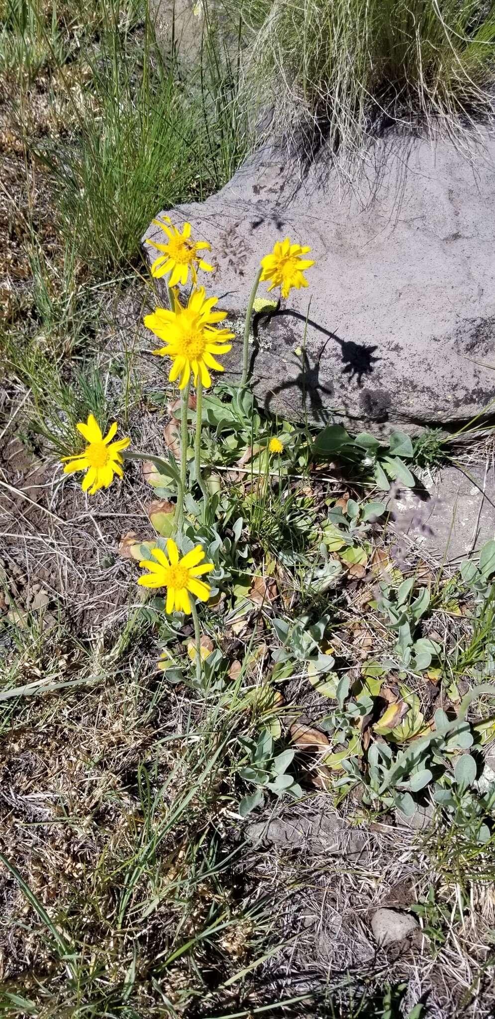 Image of Flagstaff ragwort