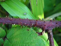 Image of Rubus angloserpens E. S. Edees & A. Newton