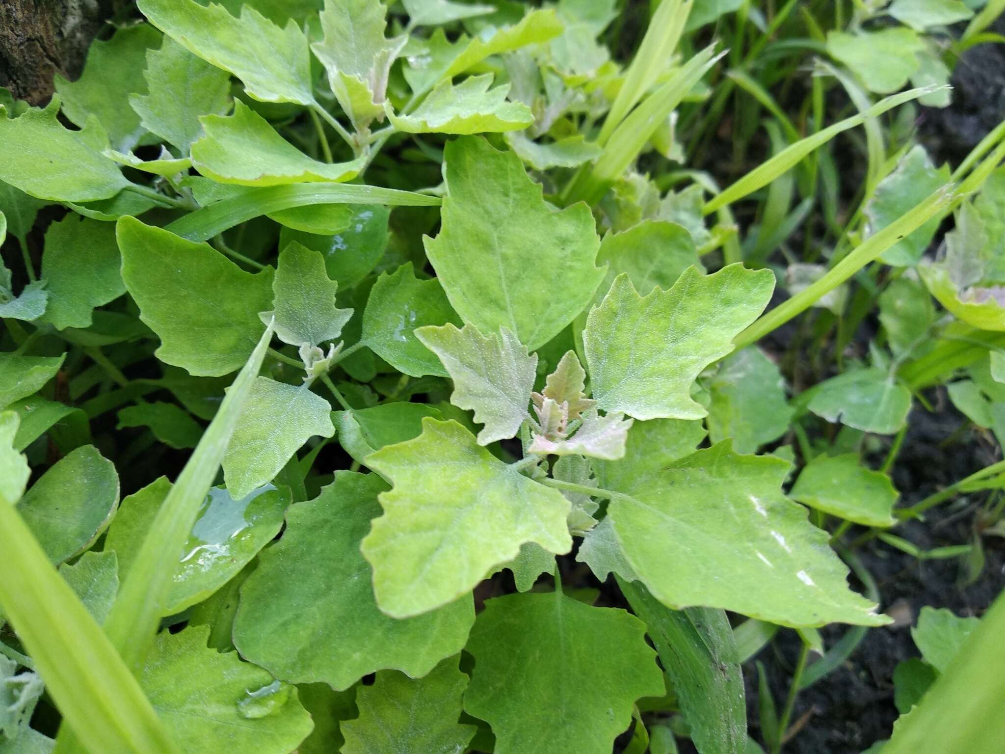 Image of Chenopodium ucrainicum